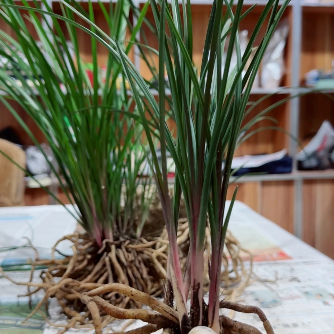 炎***焱当前无花栽培后可以开花