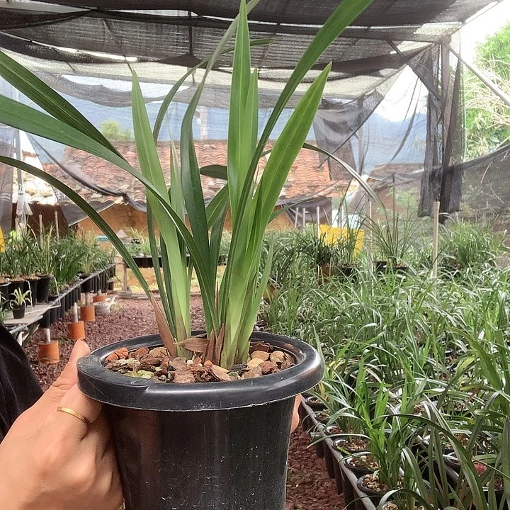 建兰赤诚一盆3装2半苗2牙