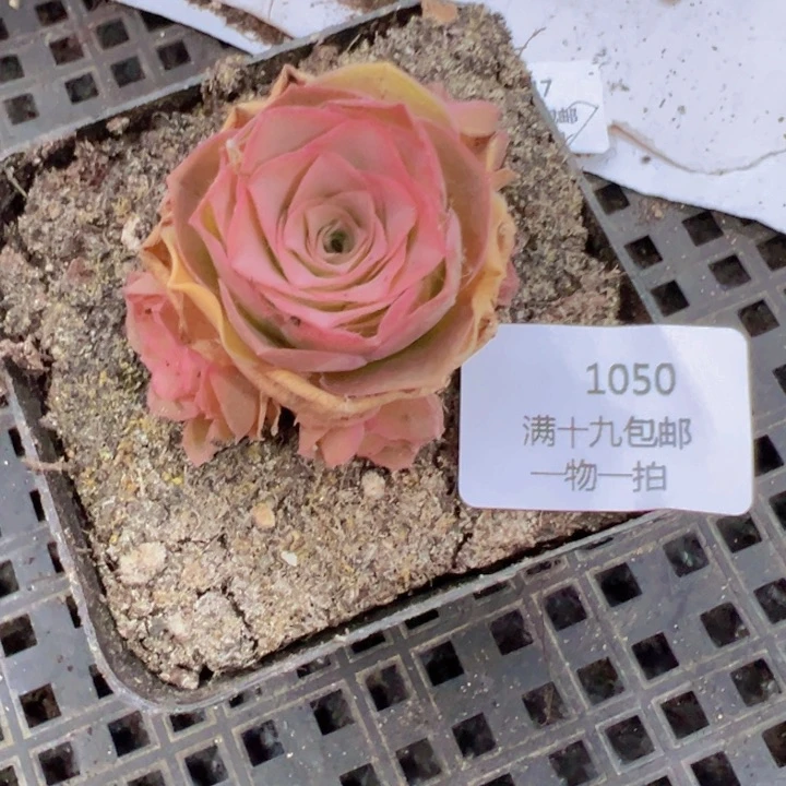 1050 裸根不带土发货不包损