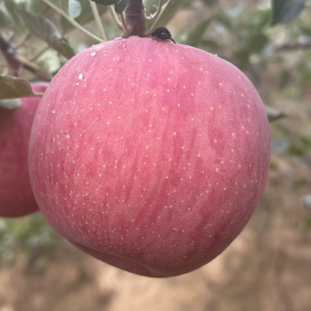 甘肃陇南礼县高山红富士苹果脆甜多汁新鲜水果产地直发