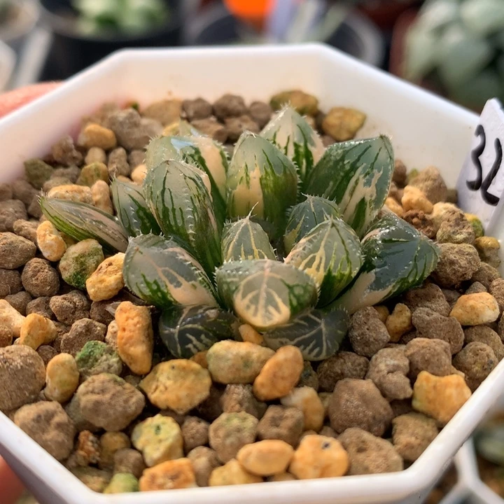 赤斑玉露锦，带盆一起