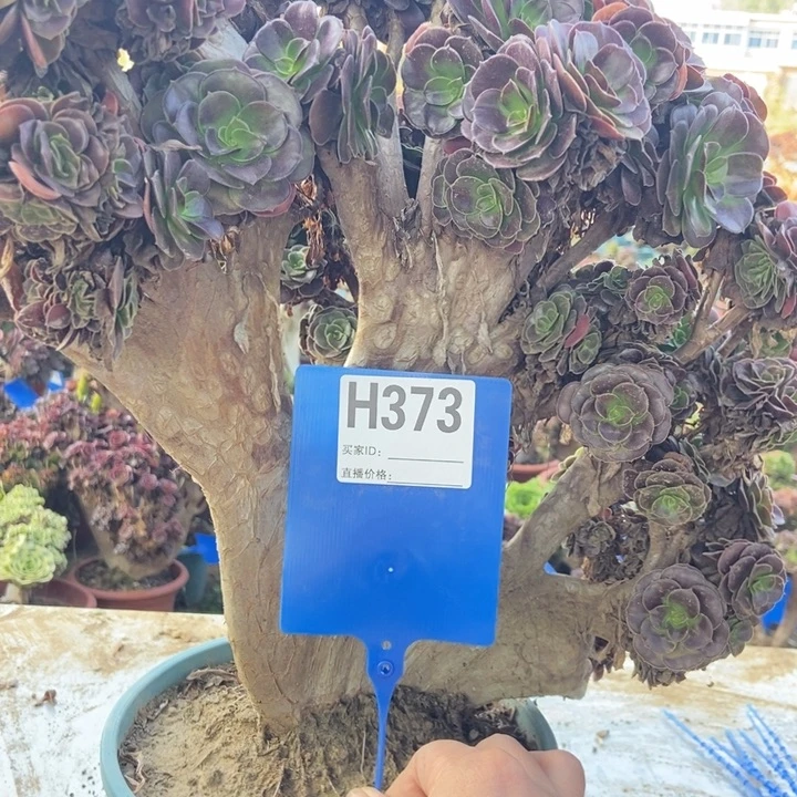 心***始H373欧子缀化老桩