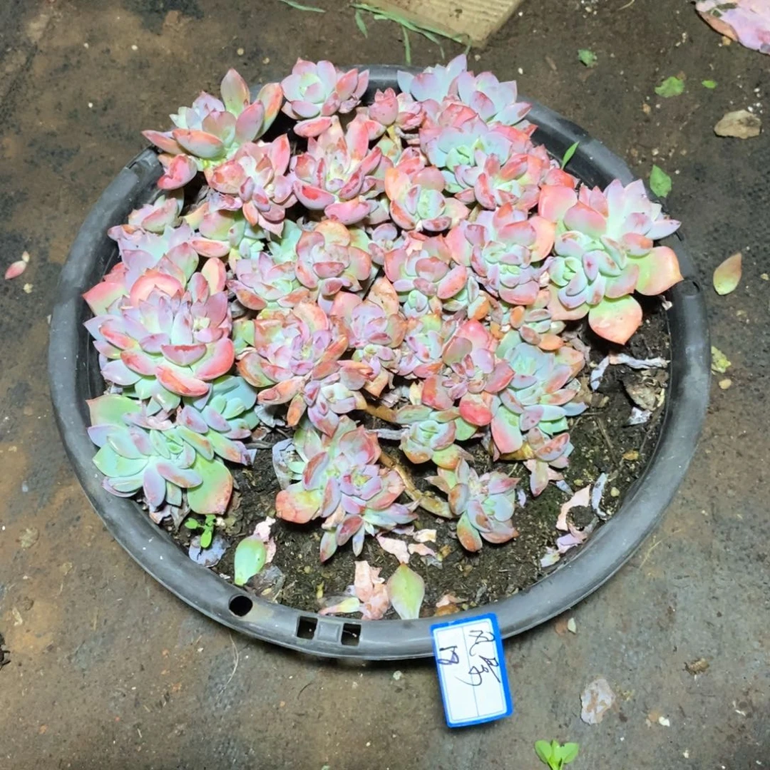 风***织一大盆多肉。一物一拍