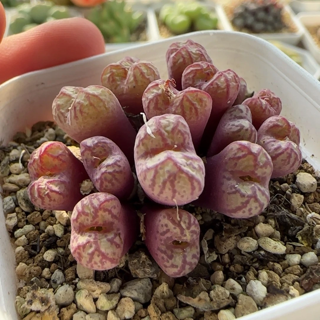 6332 大白多肉植物园