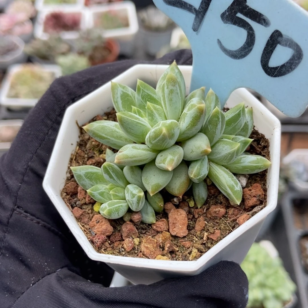 2150伊丽莎白多肉植物