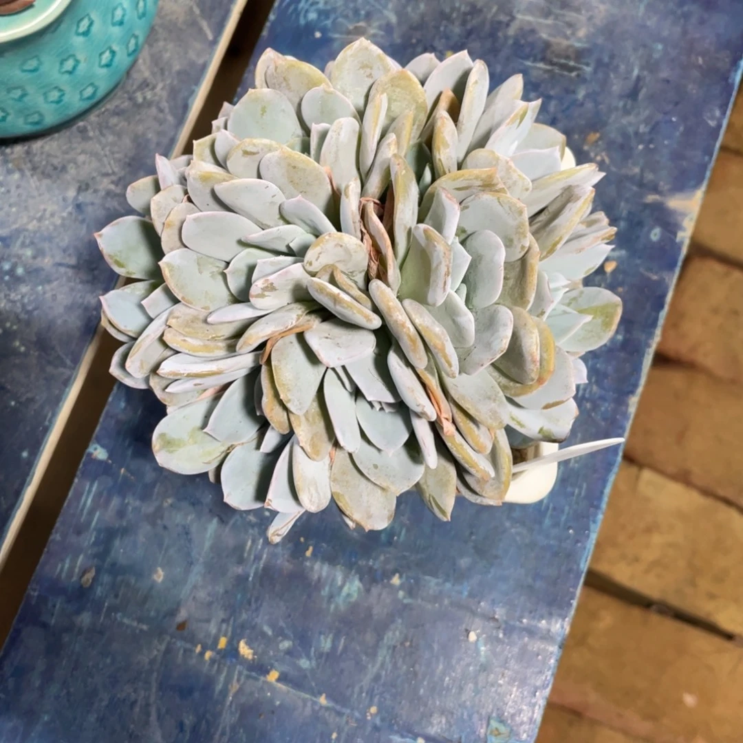 蜜****一物一拍中通快递