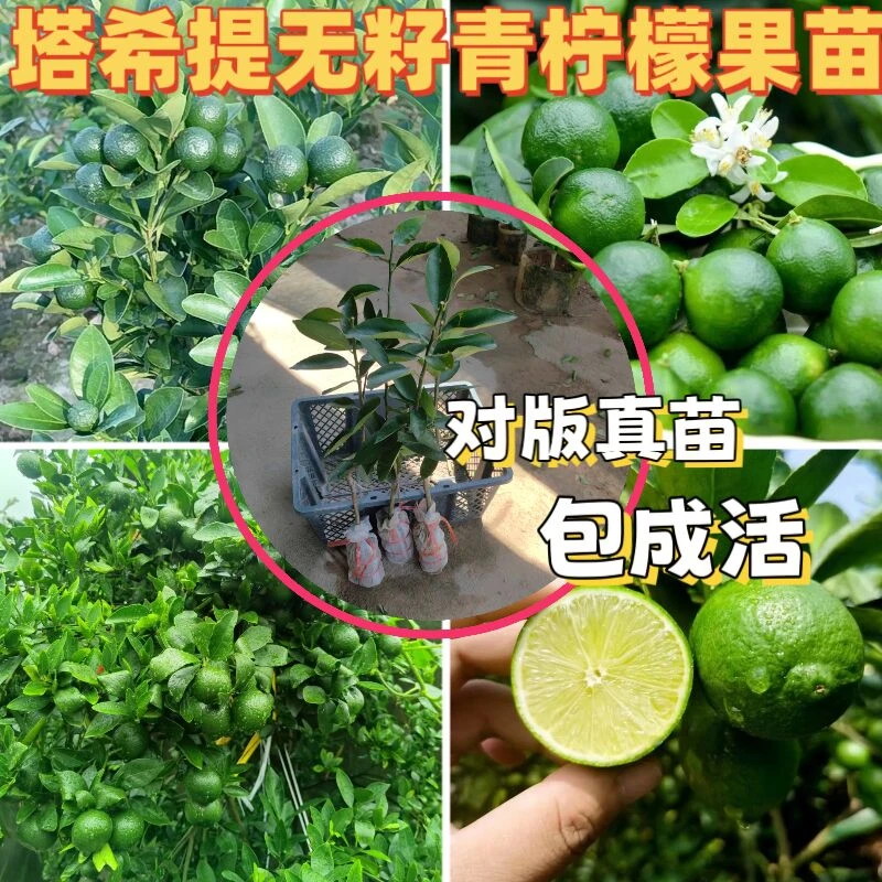 塔希提青柠檬大果庭院无核海南小青柠嫁接苗四季开花结果南方种植