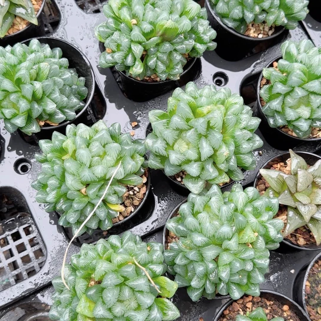翡翠多肉植物一颗
