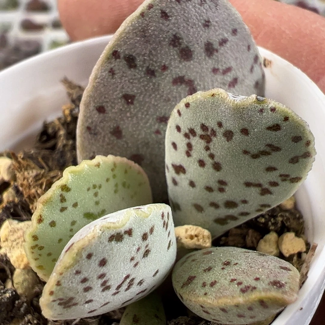 黑桃水泡多肉植物