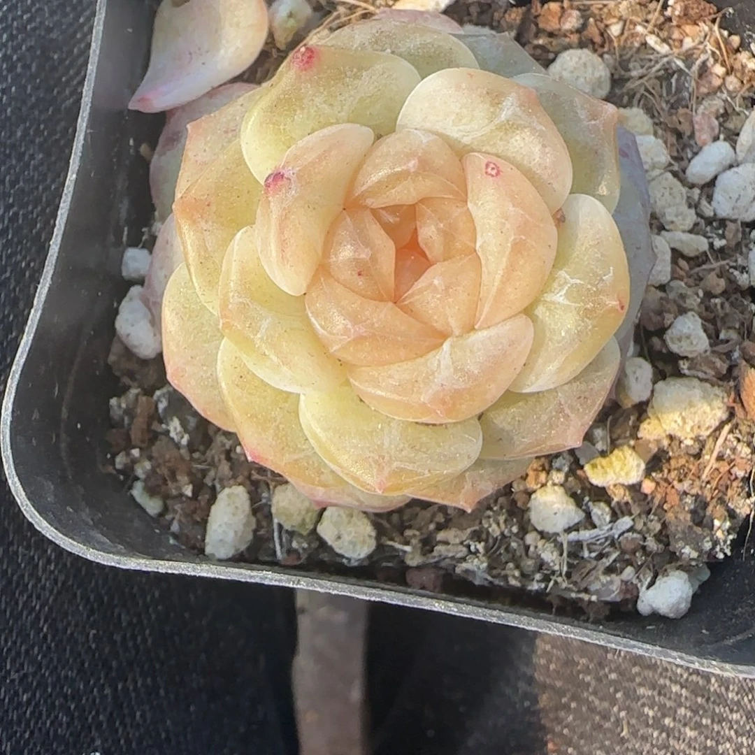 多肉小卡拉米糖心一物一拍