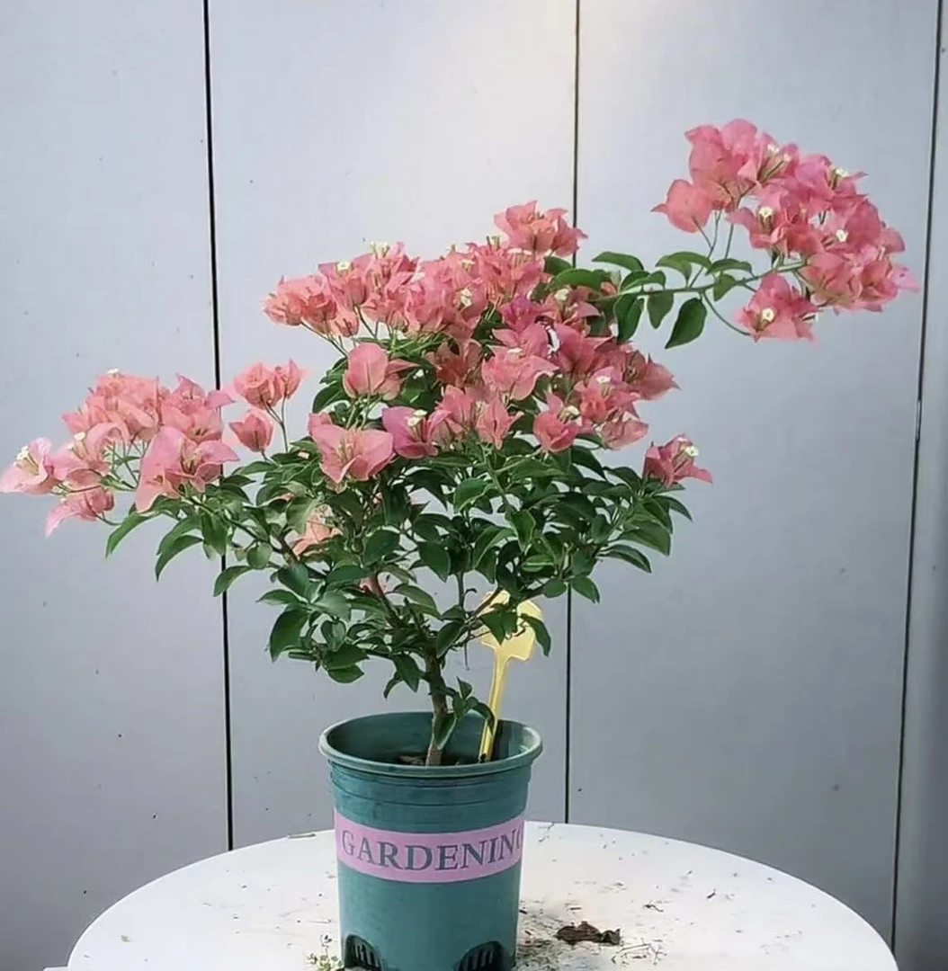 基地直发三角梅一物一拍(卡亚塔）掉花落叶不影响成活复花介意勿拍
