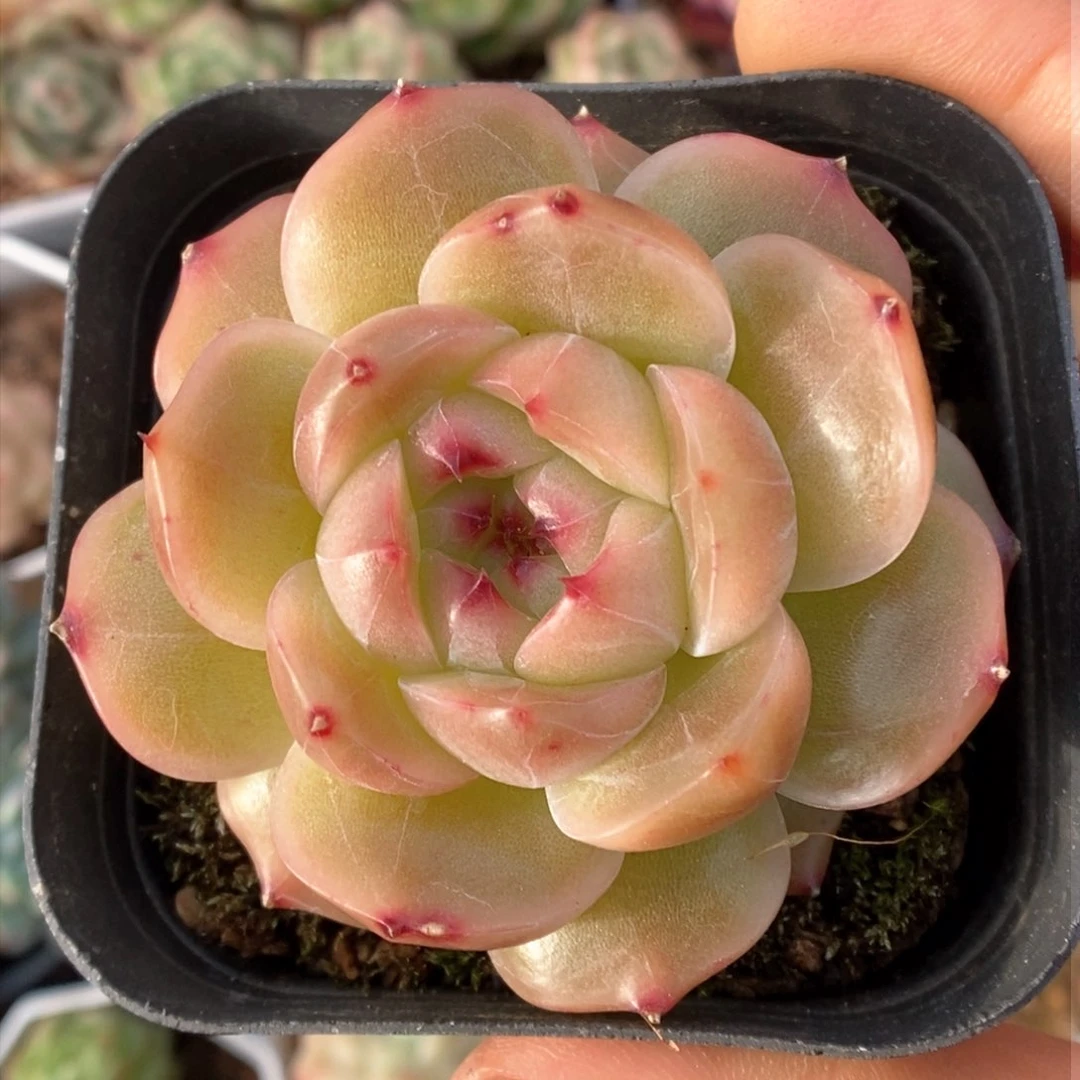 油透珍妮可拍555号。