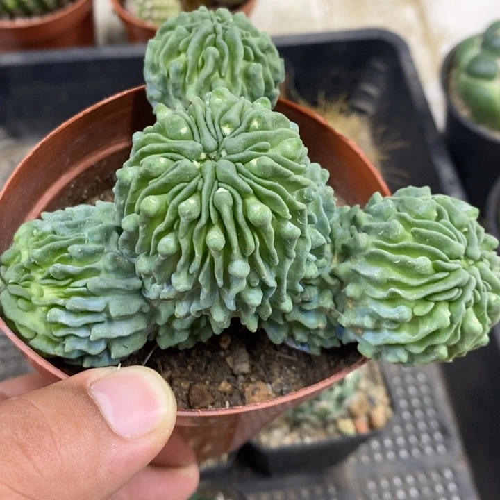 群生蝌蚪球特价福利