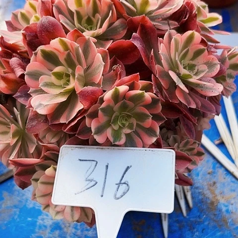 多肉植物香菲法师有砍