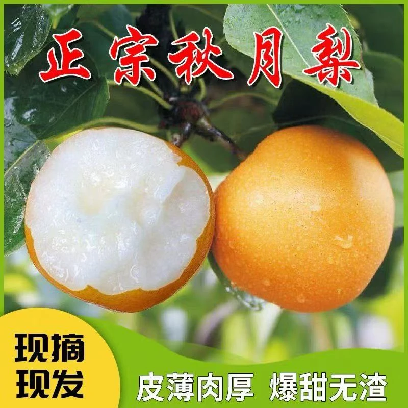 【正宗莱阳秋月梨专属】山东莱阳秋月梨新鲜现摘现发纯甜多汁水果