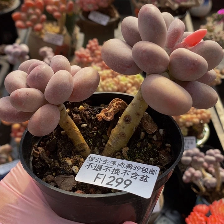 橙雪球奶酪299多肉植物