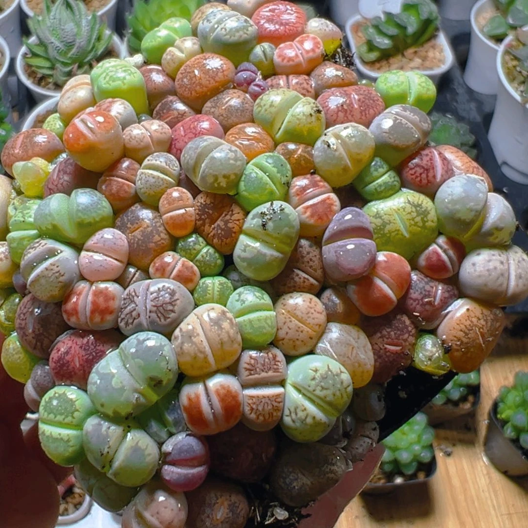 生石花玉露多肉多肉多肉