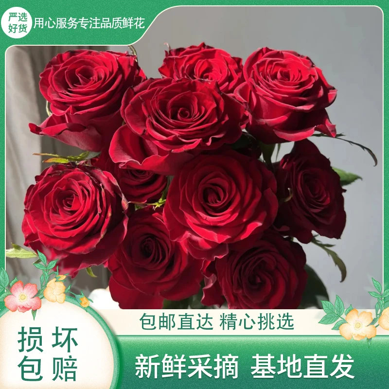 【红玫瑰热卖组合鲜花】鲜花玫瑰云南昆明基地鲜花生活鲜切花新手
