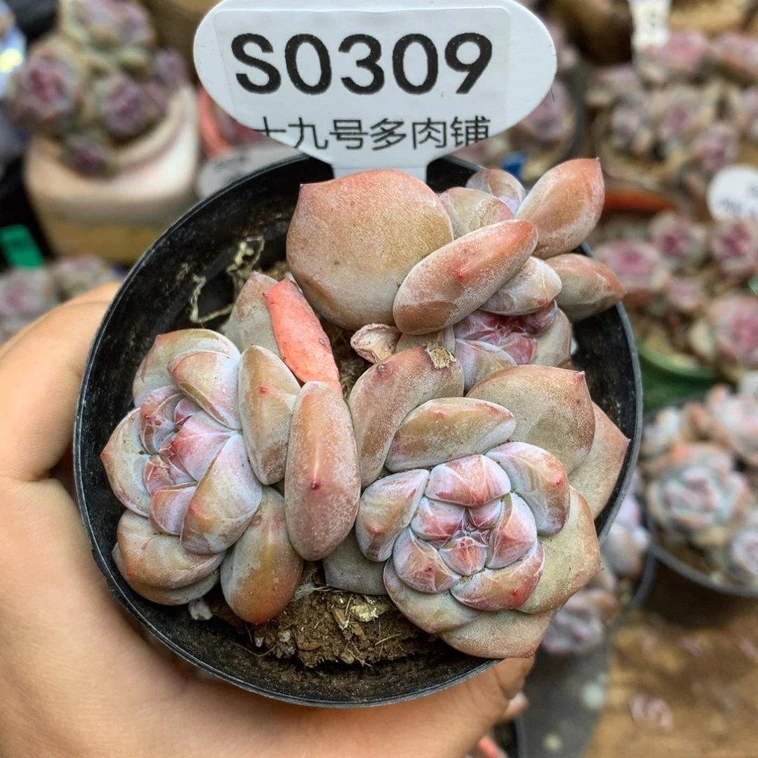 S0309 突尼斯 新粉 福利