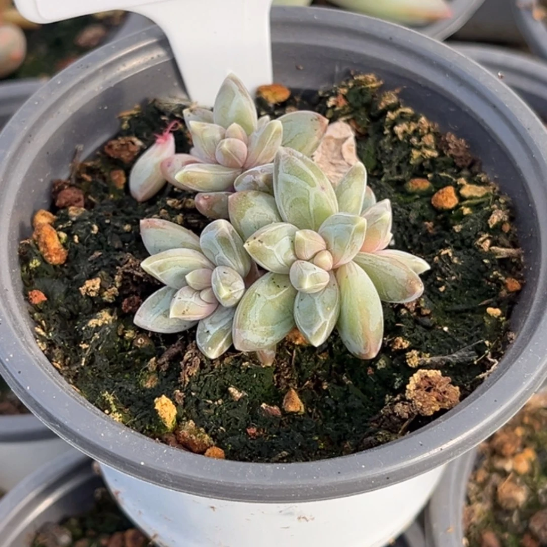 雪代理个体小苗64