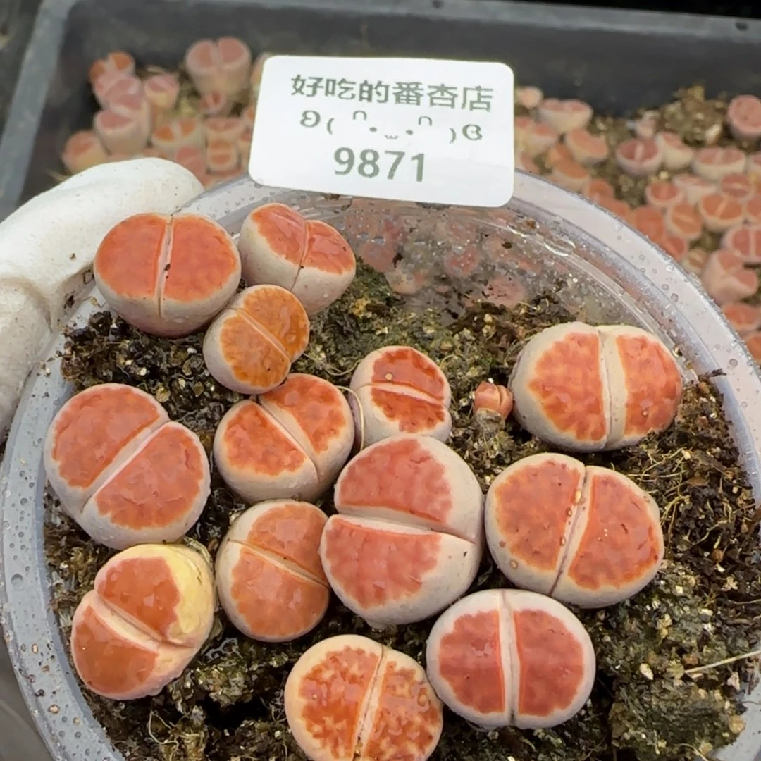 9871。默认脱土。18包邮。偏远88包邮