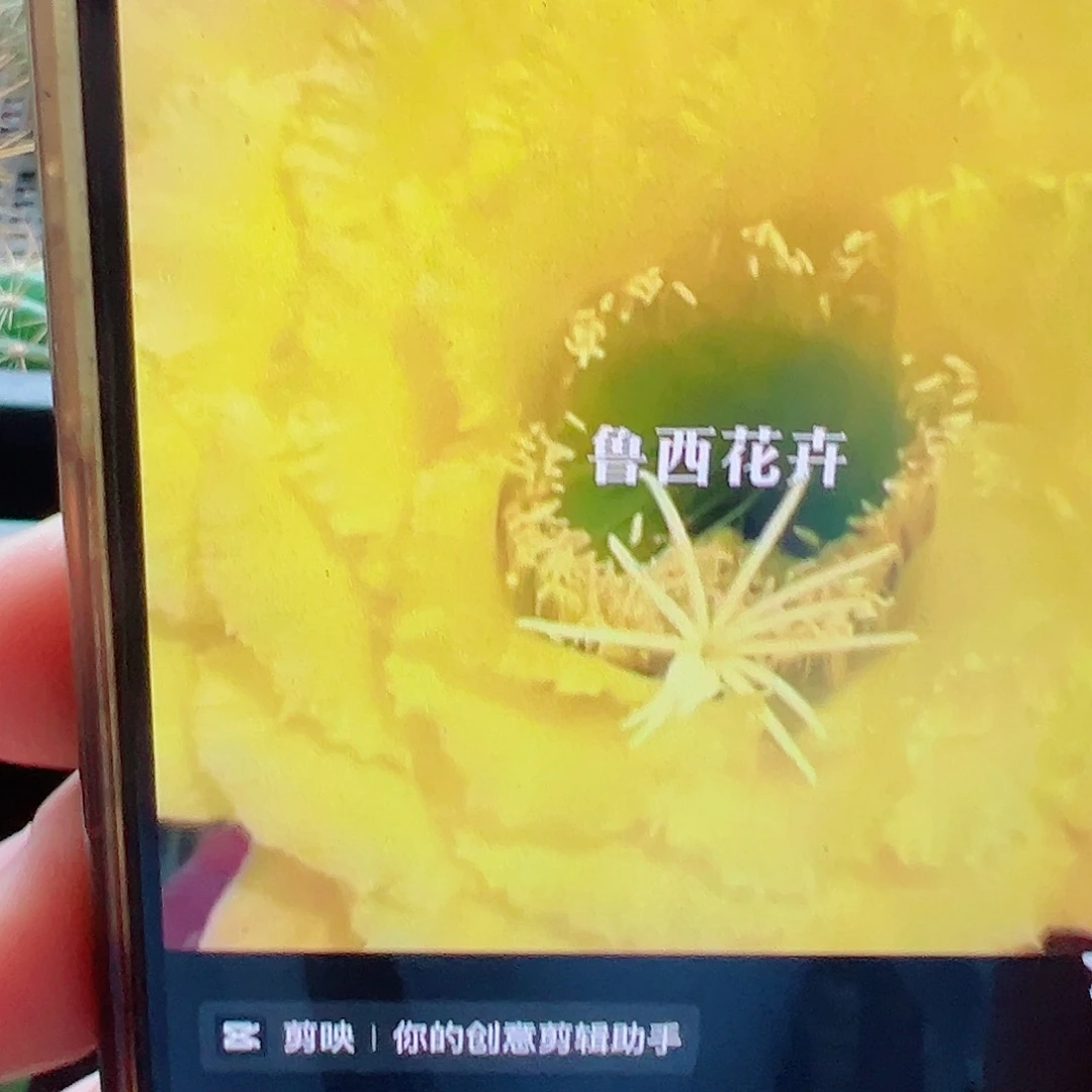 毛花柱 清公主側芽 滿20包郵