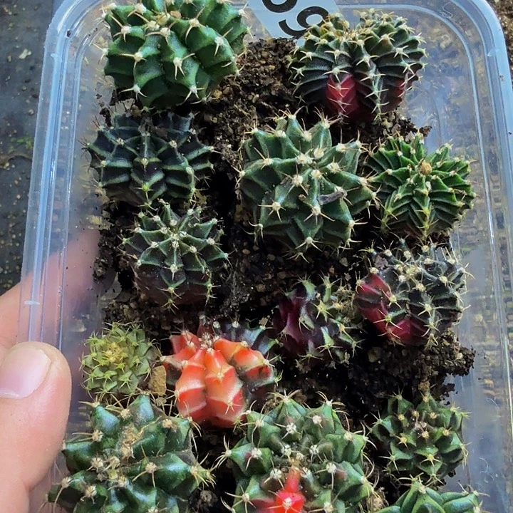 当前无花朵，栽培后可花朵869