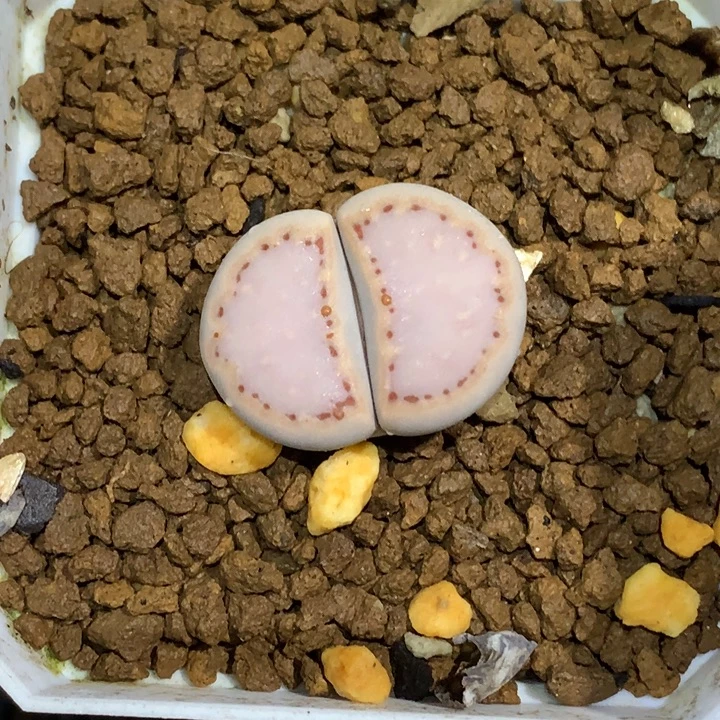 精品多肉植物粉饼干