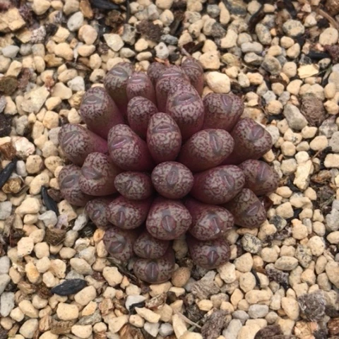 多肉肉锥 C388A鳄鱼皮安贞 30头