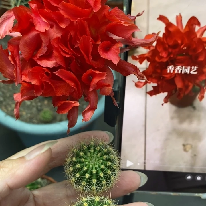 香香红卷卷侧芽2-2.5公分左右