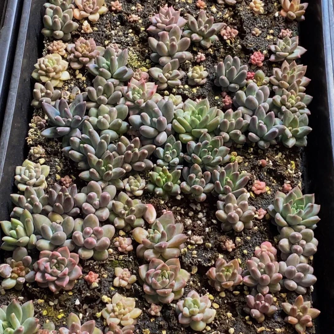 h****h873多肉植物保护研究所所长助理