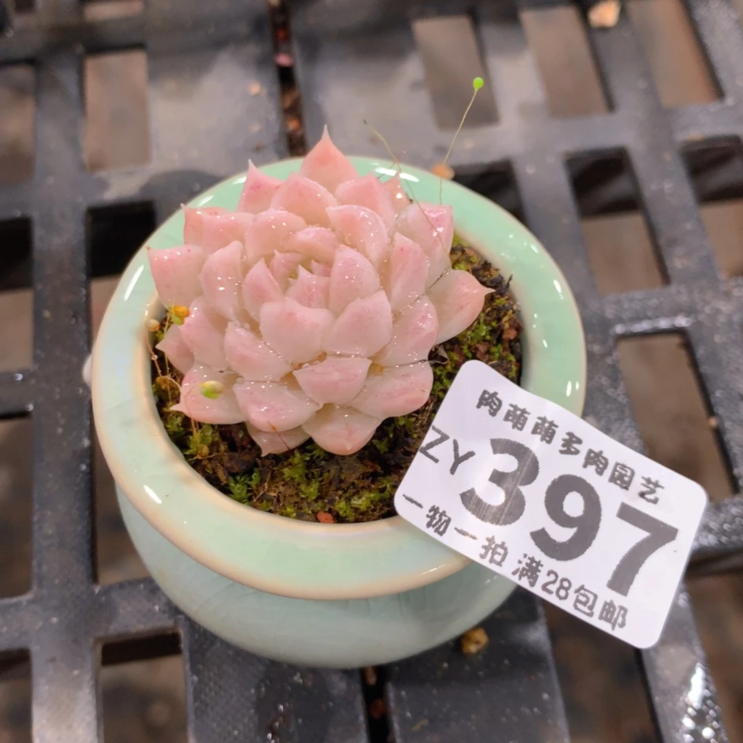 肉萌萌拇指盆精控多肉ZY397