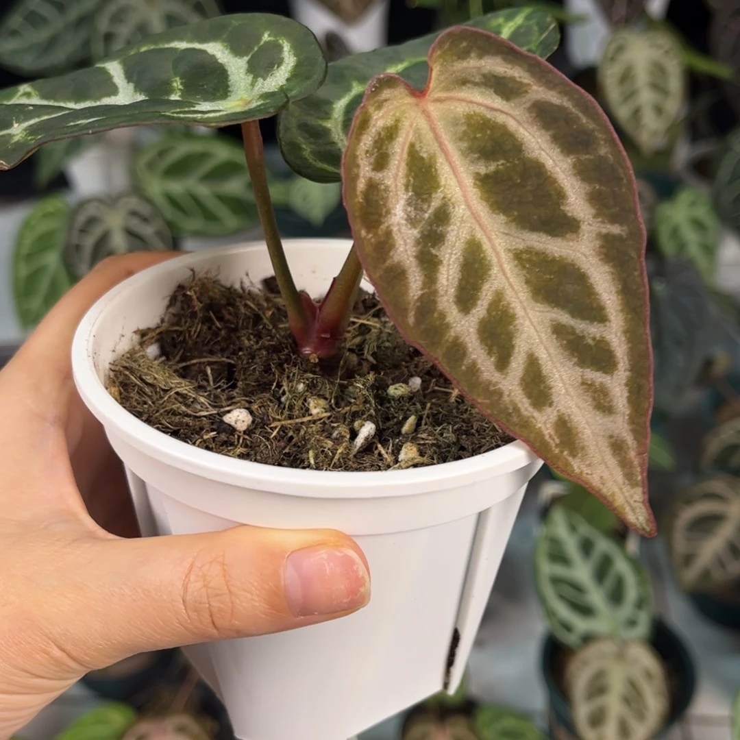 无花朵001辐射纹x小钻石