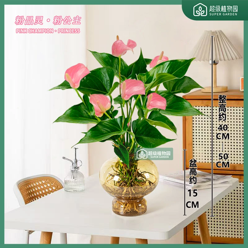 【带花发货】粉色掌粉精灵水培盆栽室内客厅办公室好养开花