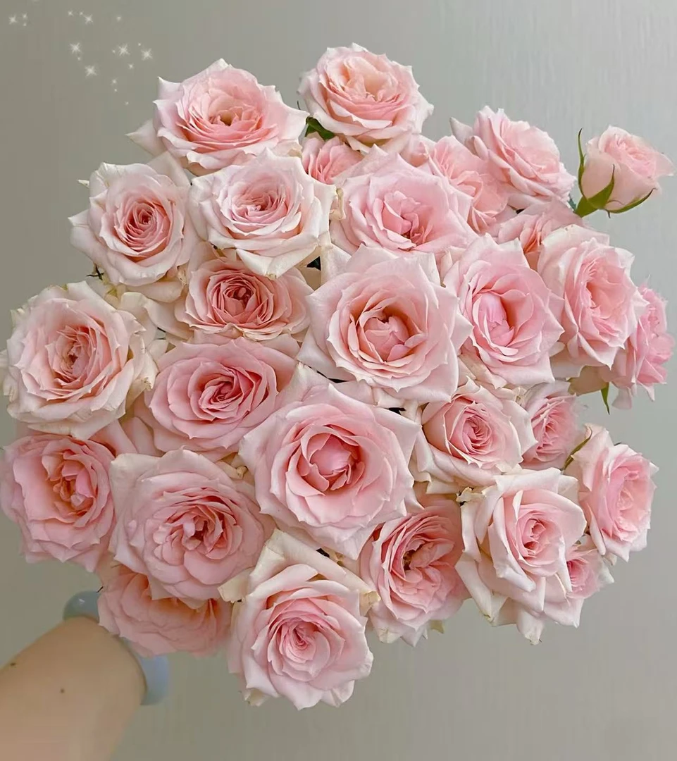 【星悦宝贝】多头玫瑰