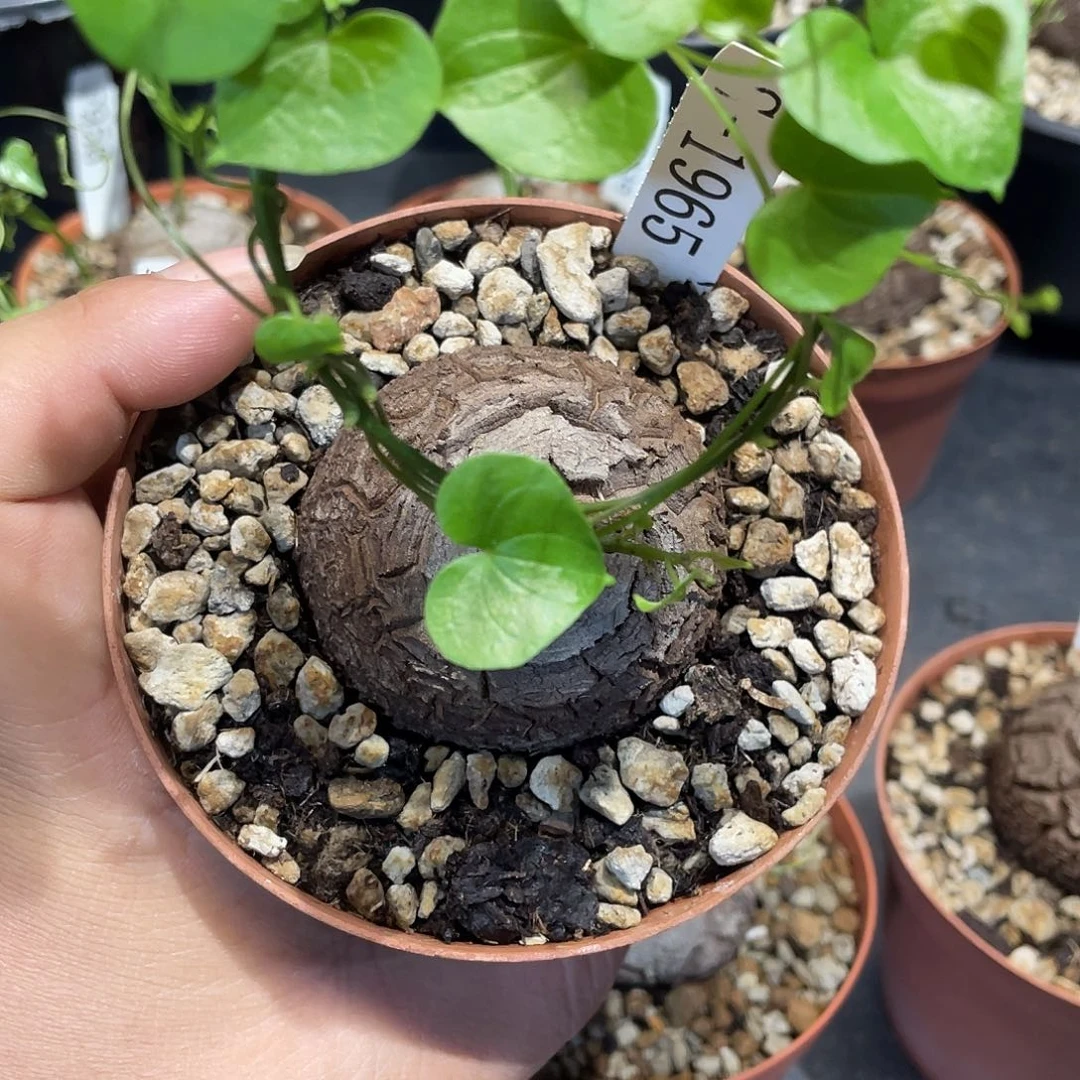 龟甲龙1965号不退换