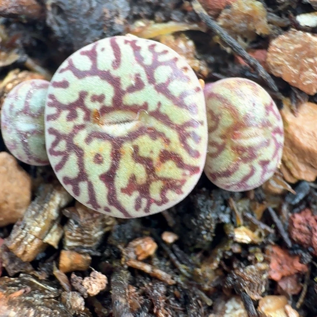 23一颗三头带盆土发货