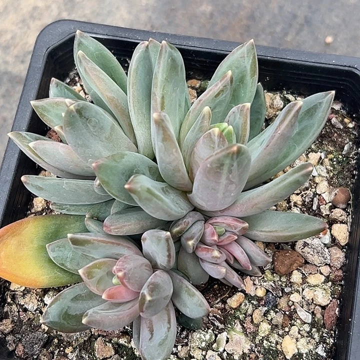 莱万特美人特价一物一拍