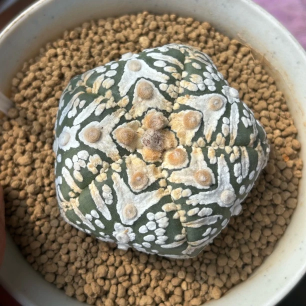 园艺仙人球/兜/实生5瓣宽v兜/s225