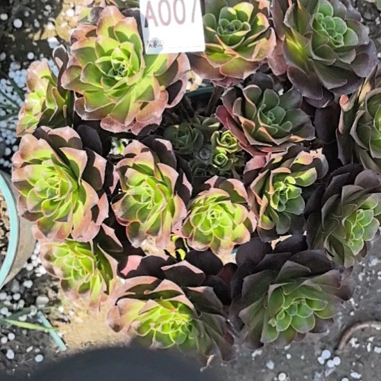 007魅金玫瑰法师外卖