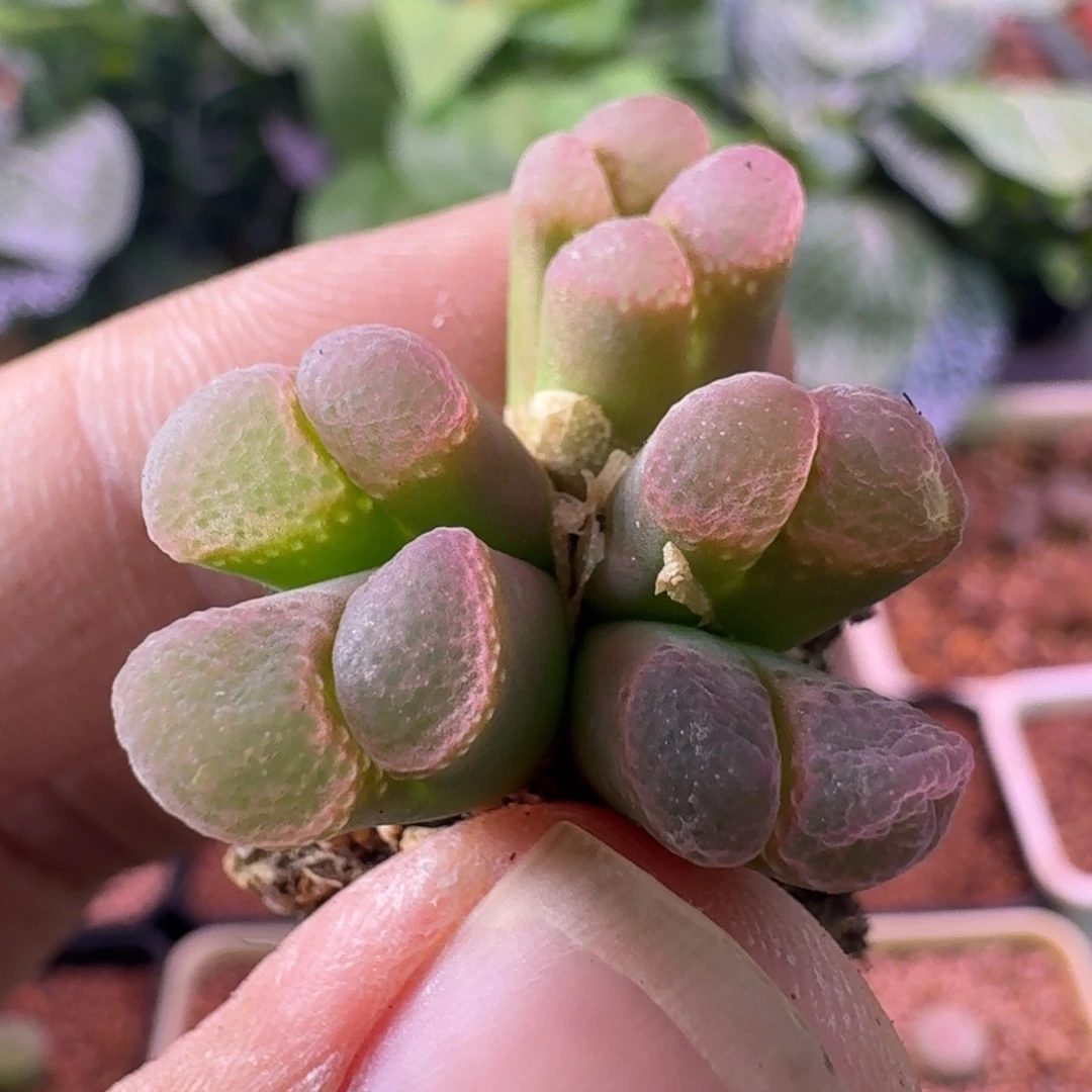 云缦精品番杏1.13 六头樱花