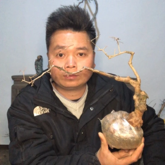盆景素材盆栽绿植