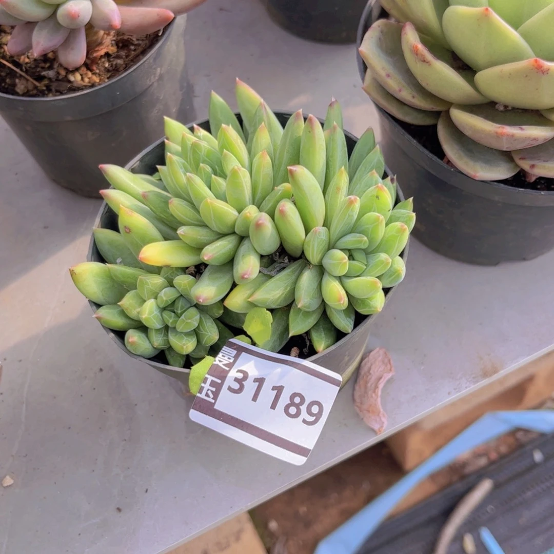 青花瓷多肉植物31189