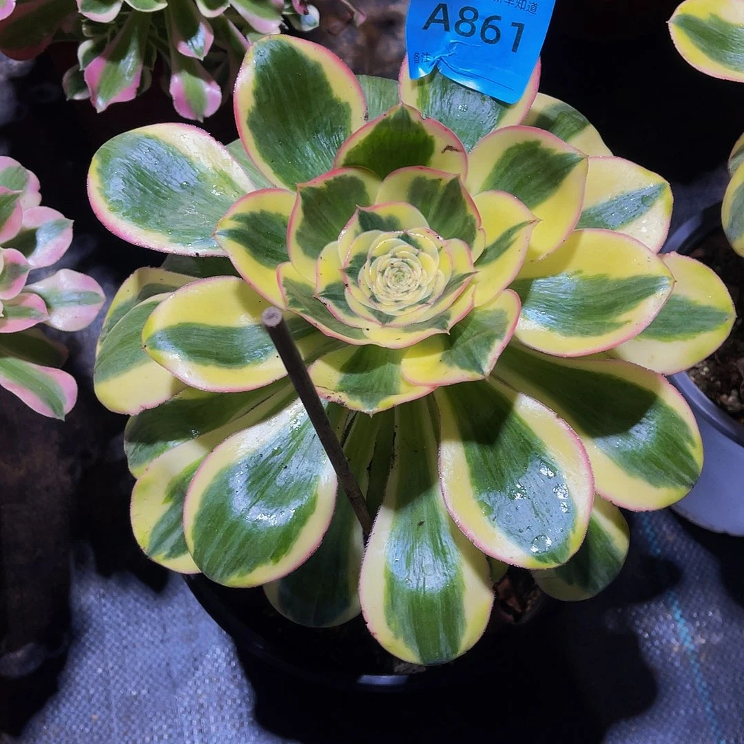 燕子861拖土法师