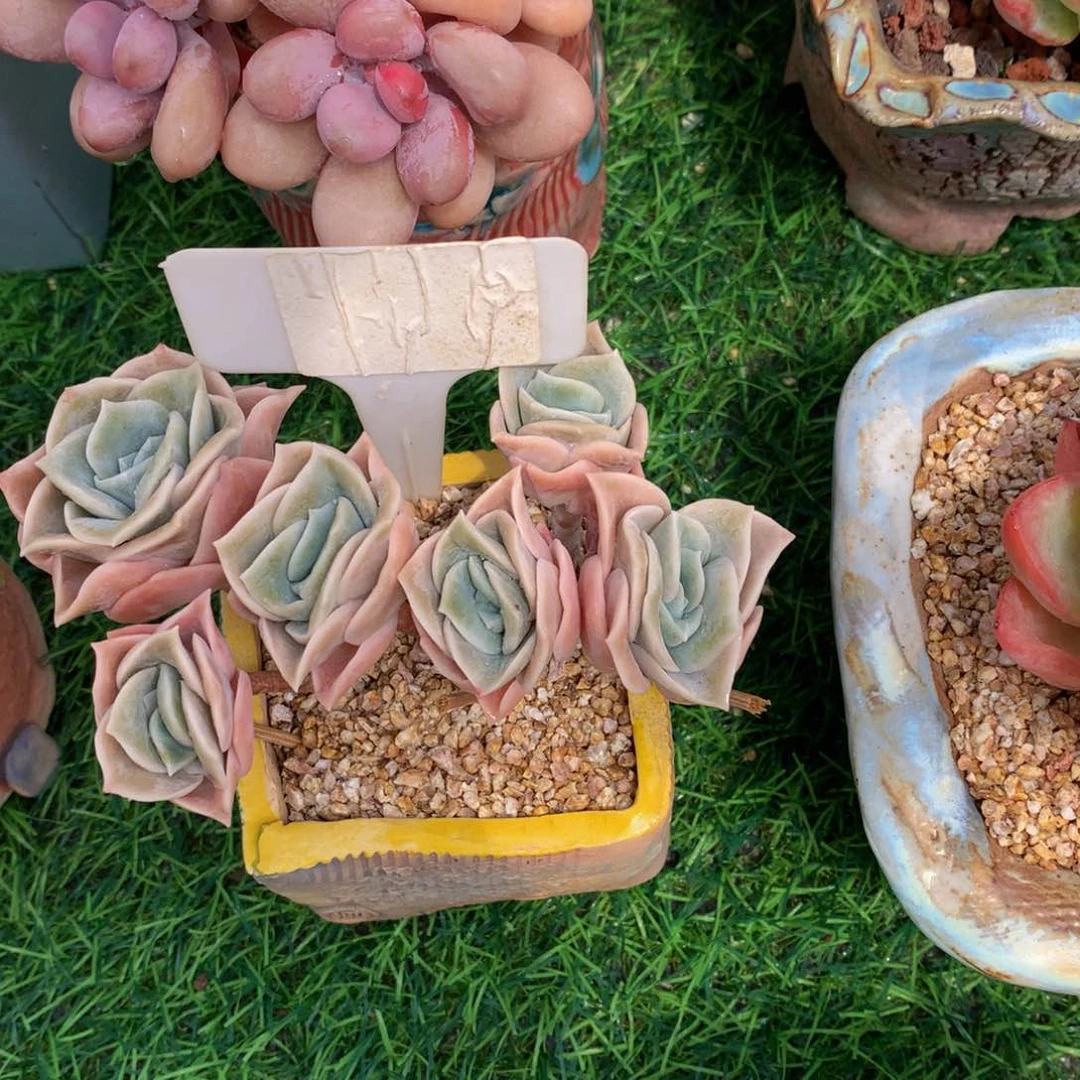 极***光可爱玫瑰读肉植物627272