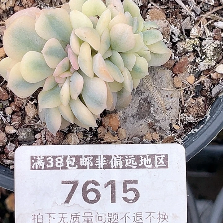 尚品园艺雪精灵缀化