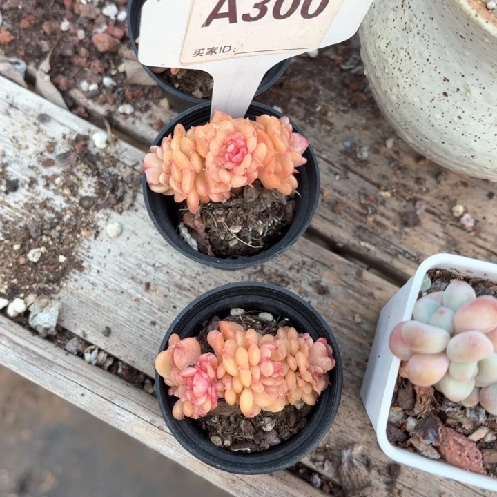 淡***笑cjdsgfdhjgff300