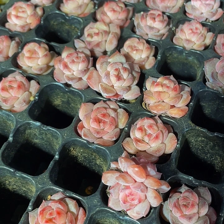 小红钻1元带土发