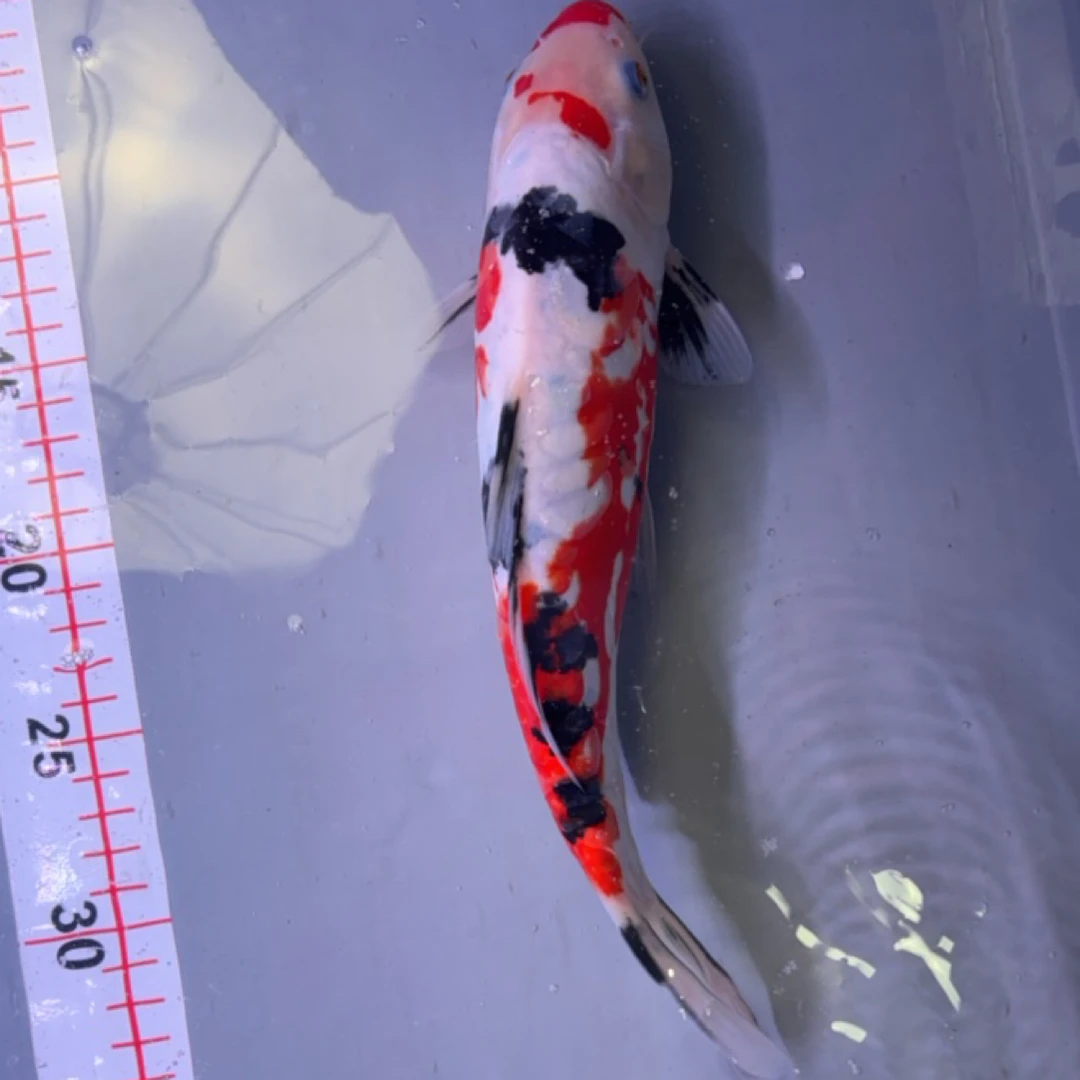 红白三色锦鲤冷水淡水观赏鱼好养耐活适合新手