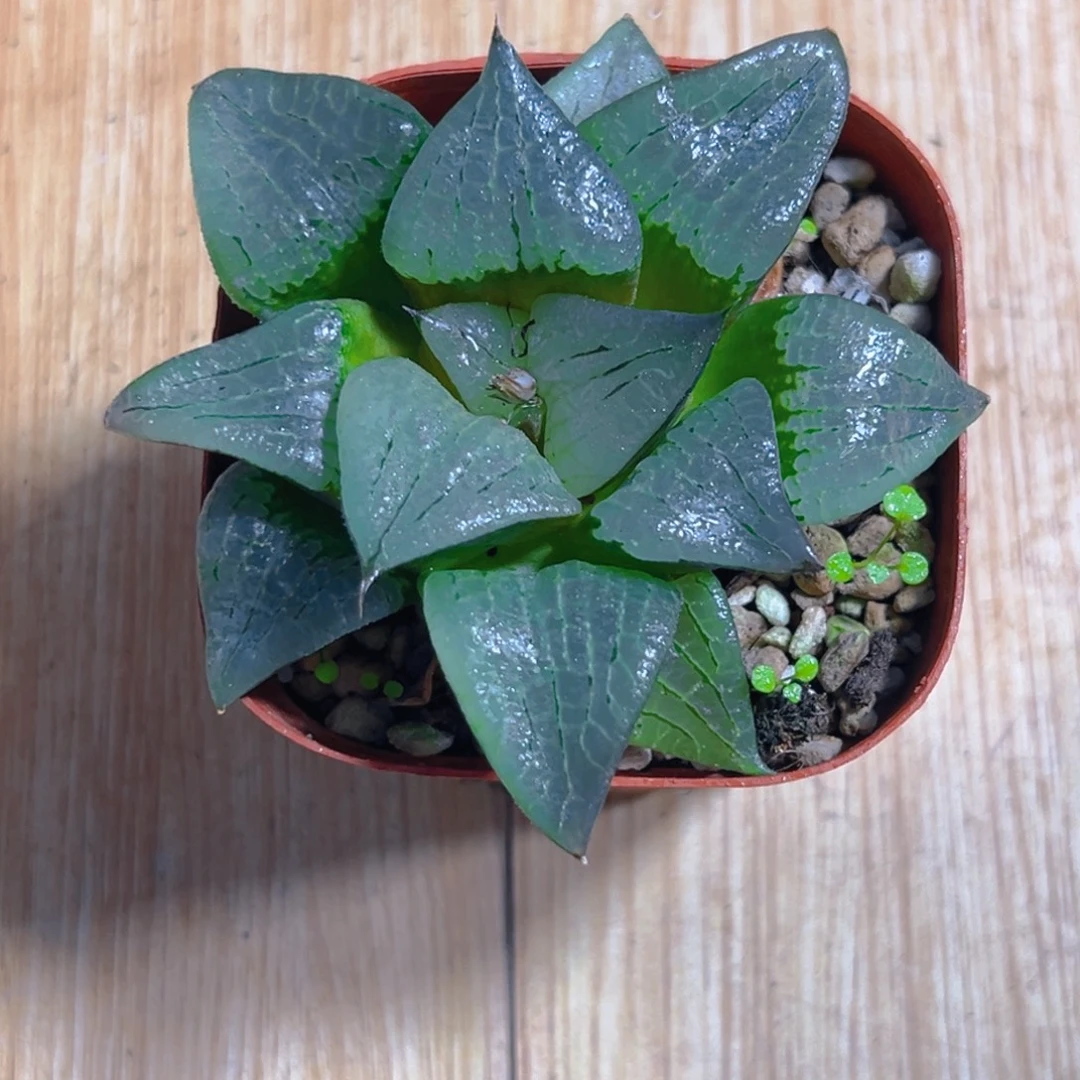 红盆啊寒湖玉露多肉